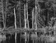 image:  Waterman Swamp